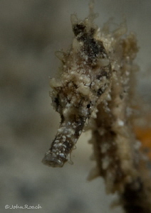 Baby picture. Only as big as my thumb nail.  hippocampus ... by John Roach 